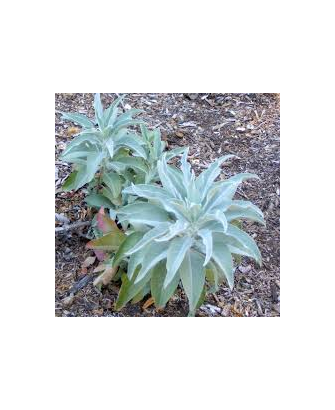 Salvia incienso