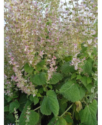 Salvia romana, 25gr