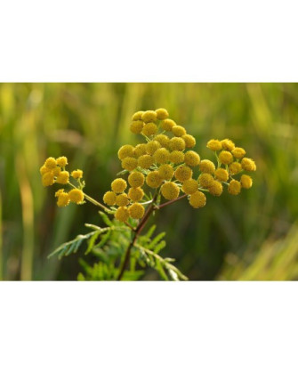 Tanaceto, 25gr